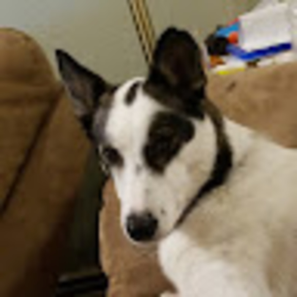 Meet your Posher, Gracie